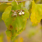 Orecchini Luce di Gardenia